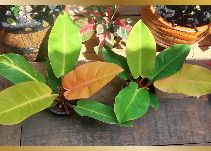 Sweetheart Tree Homestay Bangkok